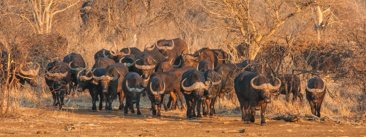 Wildlife Photography Africa