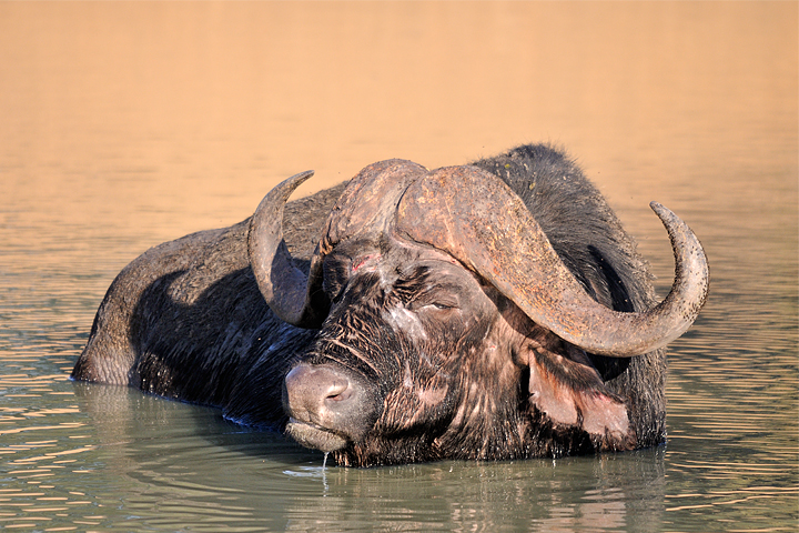 Cape Buffalo, Timbavati