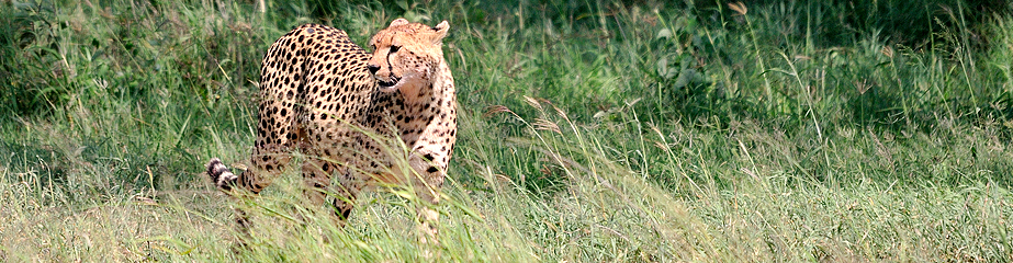 Cheetah walking