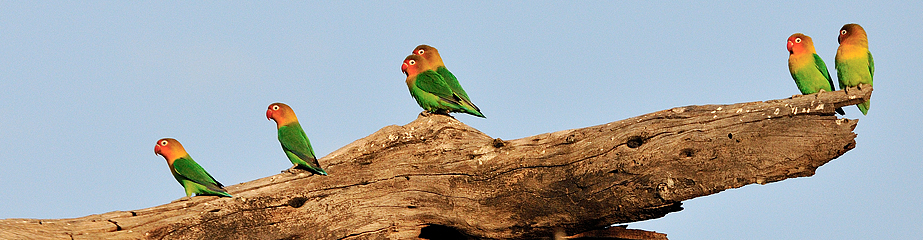 Fischer's Lovebirds on a branch