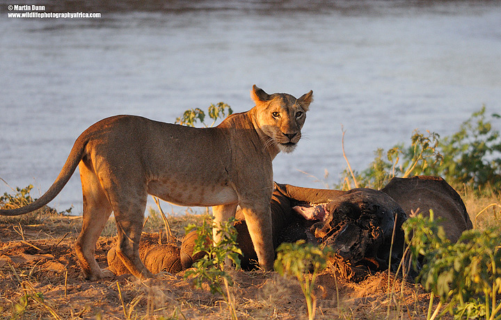 Lioness with dead elephant, Samburu