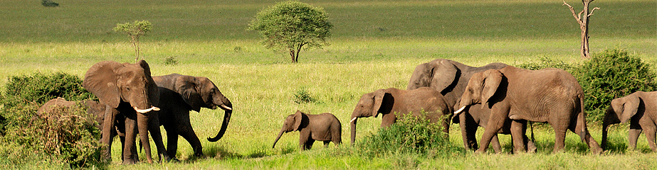 Elephants in Tarangire