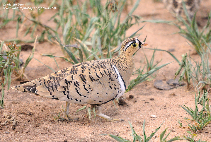 Black Faced Sandgrouse, Tarangire NP
