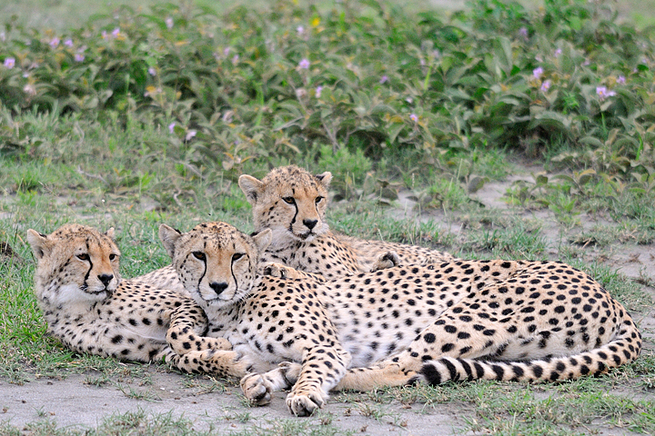 Cheetahs, Ndutu, Serengeti