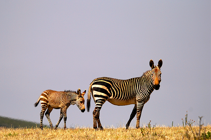 Cape Mountain Zebra, Swartberg Private Wildlife Reserve