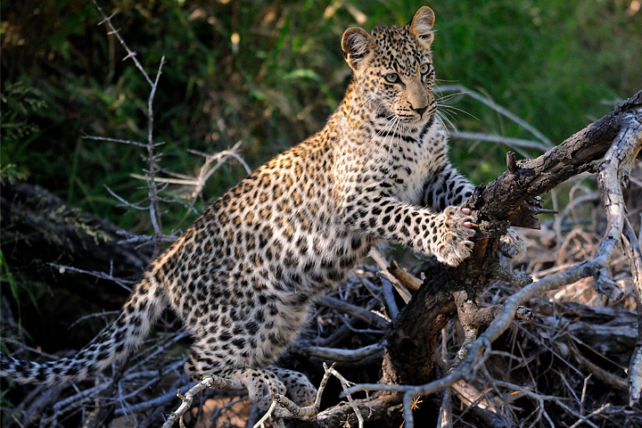 Curious leopard cub, Timbavati
