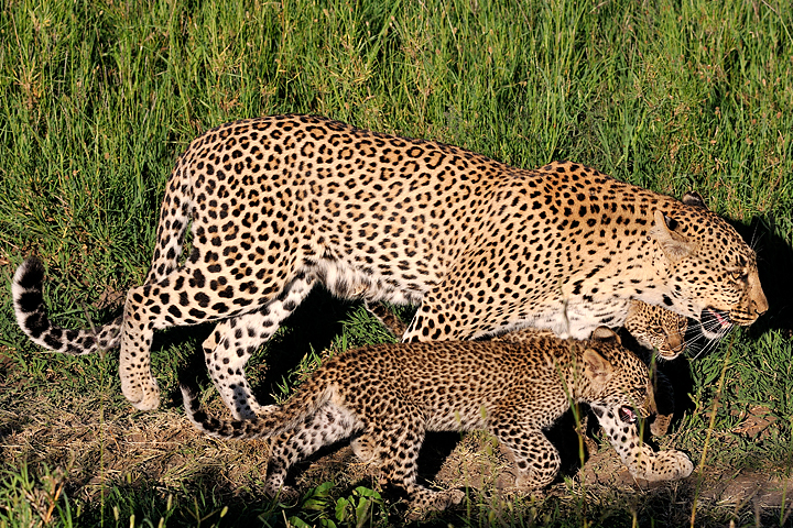 leopardess-with-cubs
