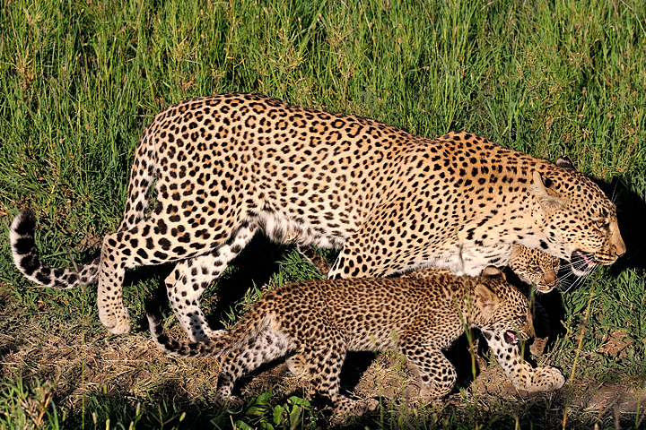 Leopard with cubs