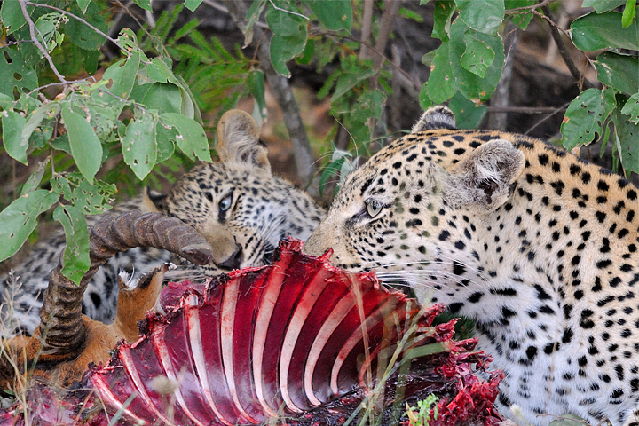 Leopard and cub with impala kill, Timbavati