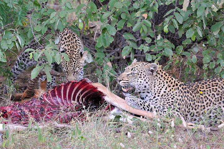 Leopard and cub with impala kill, Timbavati