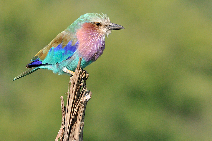 Lilac Breasted Roller, Serengeti