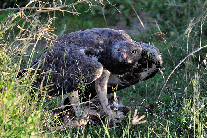 Martial eagle, Serengeti
