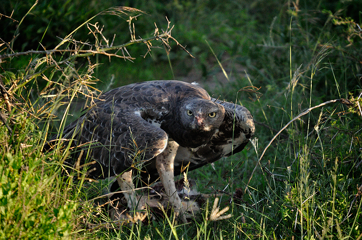 Martial Eagle