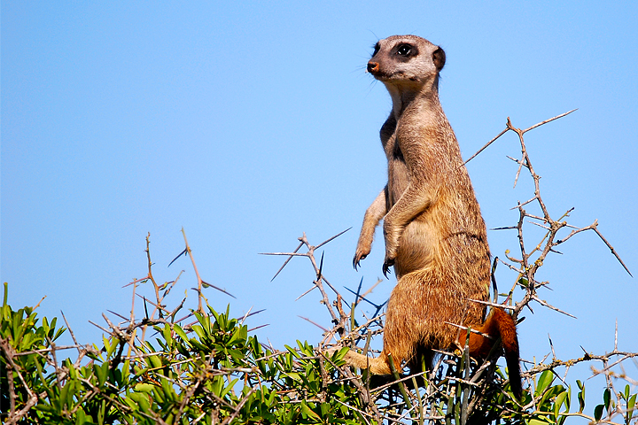 The Lookout