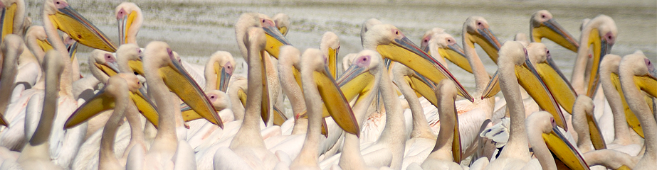 Pelicans gather on shores of Lake Nakuru