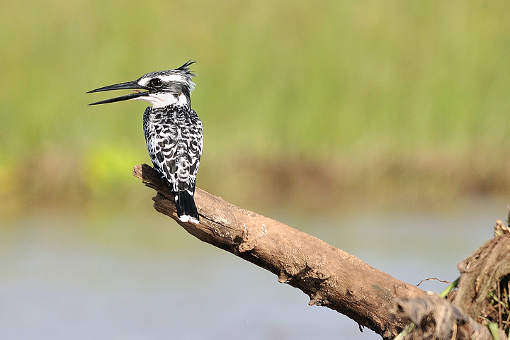 Pied Kingfisher, Rufiji River, Selous