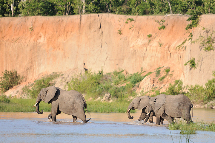 Elephants crossing Rufiji River, Selous