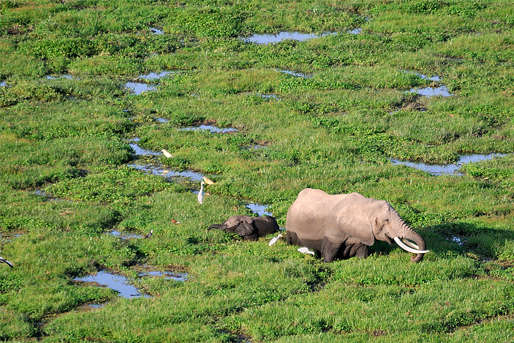 Elephants in the swamp, Amboseli