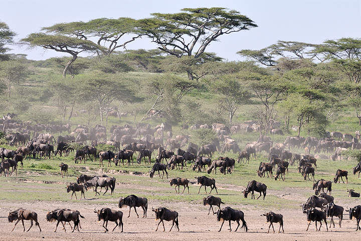 Wildebeest, Serengeti