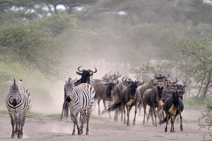 Wildebeest Approach, Ndutu, Serengeti
