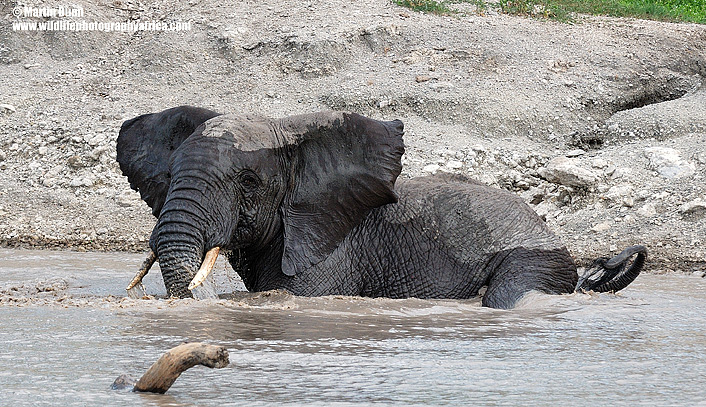 Elephant bath time