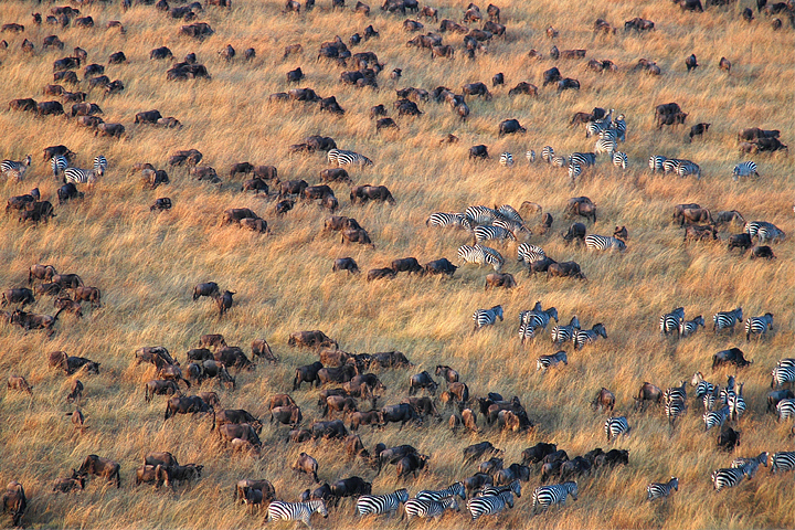 Aerial view of migration, Maasai Mara
