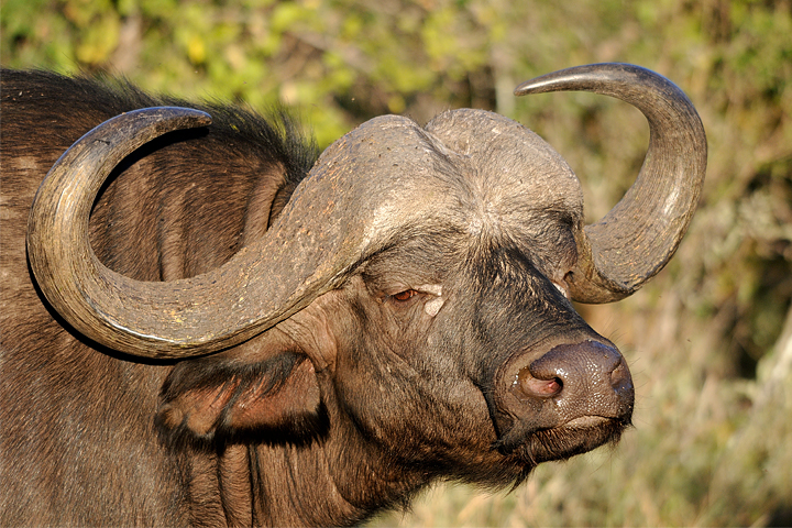 Cape Buffalo bull, Timbavati