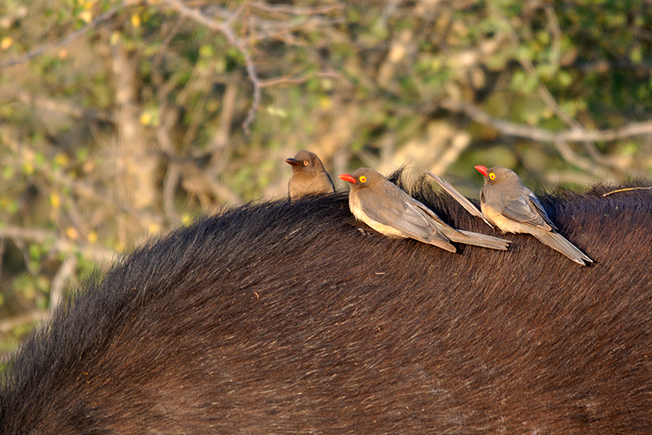 Red Billed Oxpeckers on Cape Buffalo
