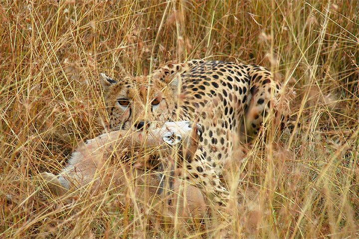 Cheetah with Thompson's Gazelle, Maasai Mara