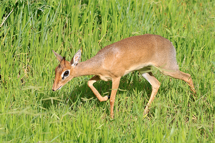 Dik Dik, Tarangire