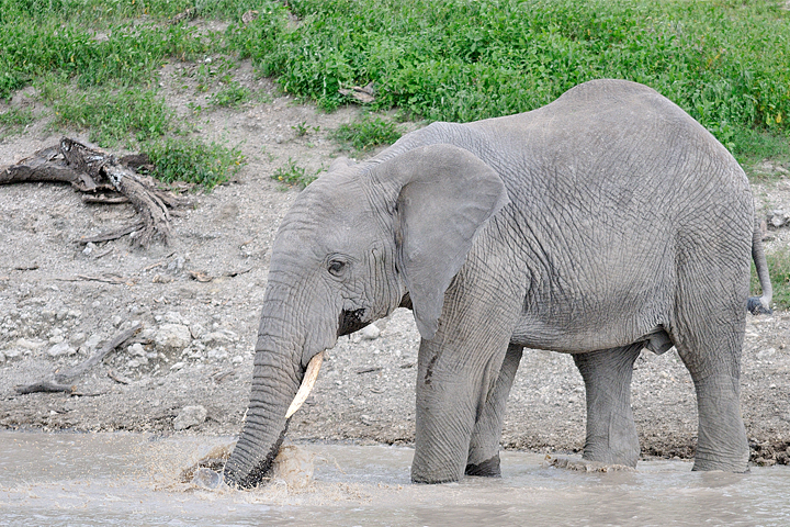 Elephant at the waterhole