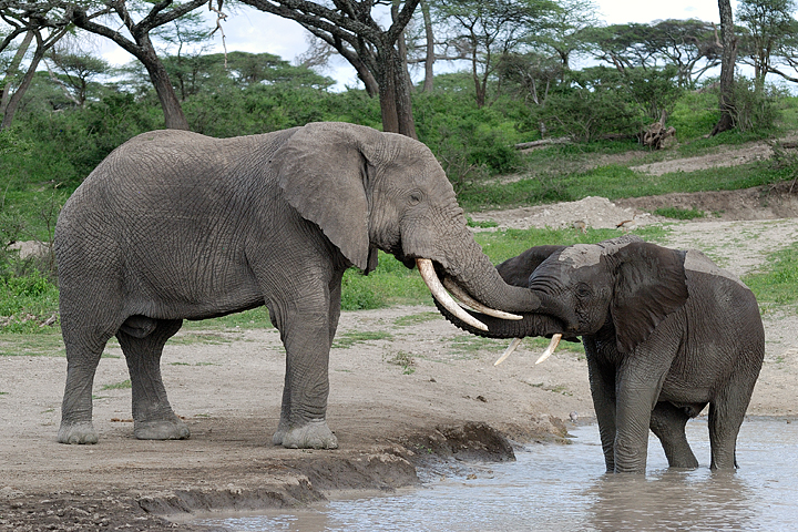 Elephants greeting