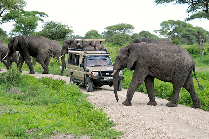 Elephants surrounding Cruiser, Tarangire
