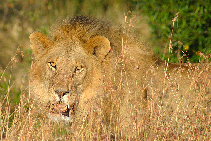 Male Lion, Maasai Mara