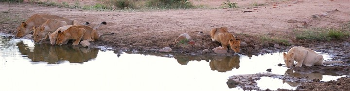 Lions drinking at sundown, Timbavati