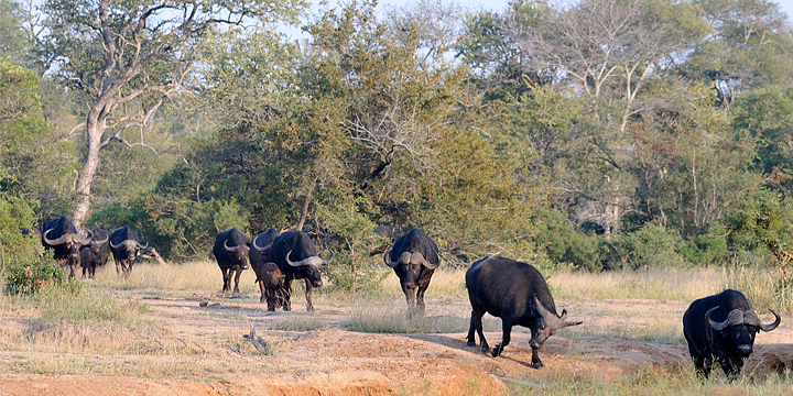 Buffalo approaching waterhole, Timbavati