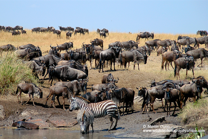 Wildebeest and zebra by waterhole