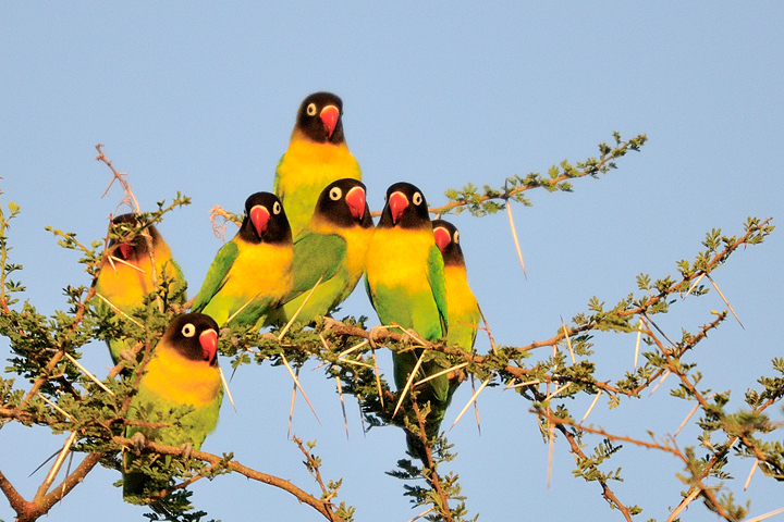 Yellow Collared Lovebirds, Tarangire, Tanzania