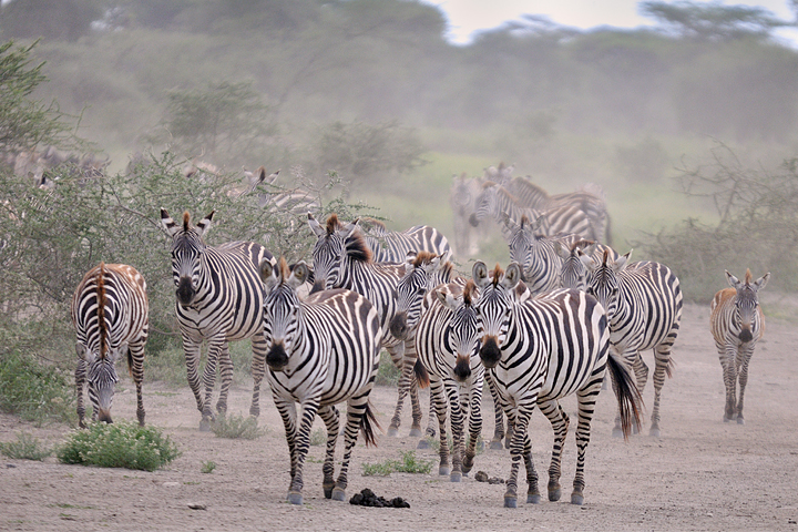 Zebras approach
