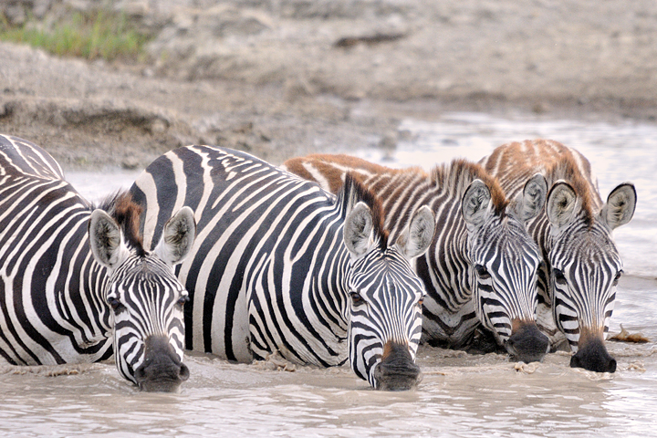 Zebras in the water