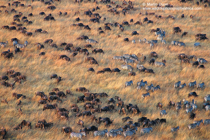 Aerial view of migration, Maasai Mara
