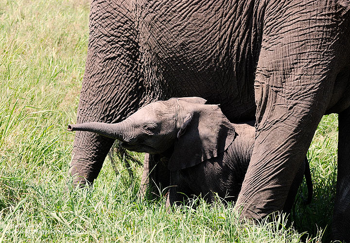 Baby elephant, hiding under mother, Serengeti