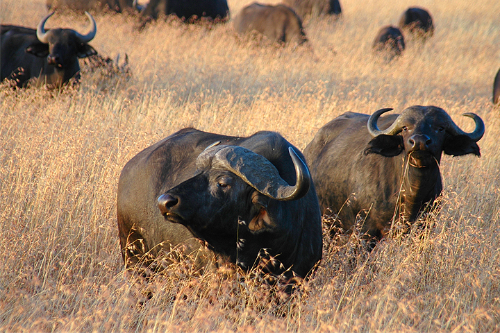 Cape Buffalo, Maasai Mara