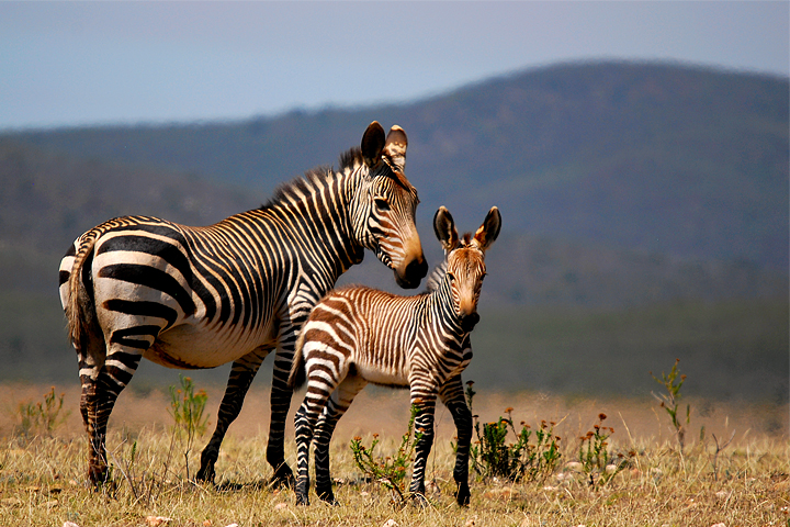 Cape Mountain Zebra, Swartberg Private Wildlife Reserve, South Africa