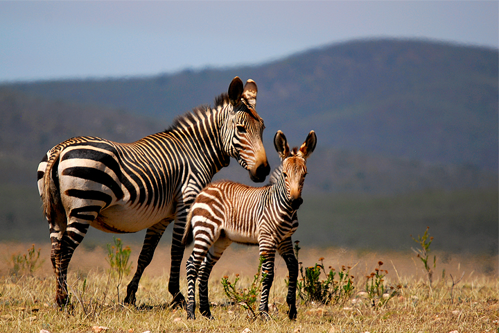 File:Cape Mountain Zebras (Equus zebra zebra) running away