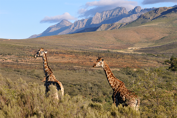 Giraffes, Swartberg