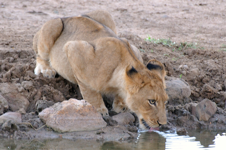 Lion cub drinking, Timbavati