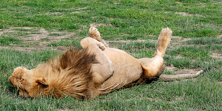Lion sleeping, Serengeti