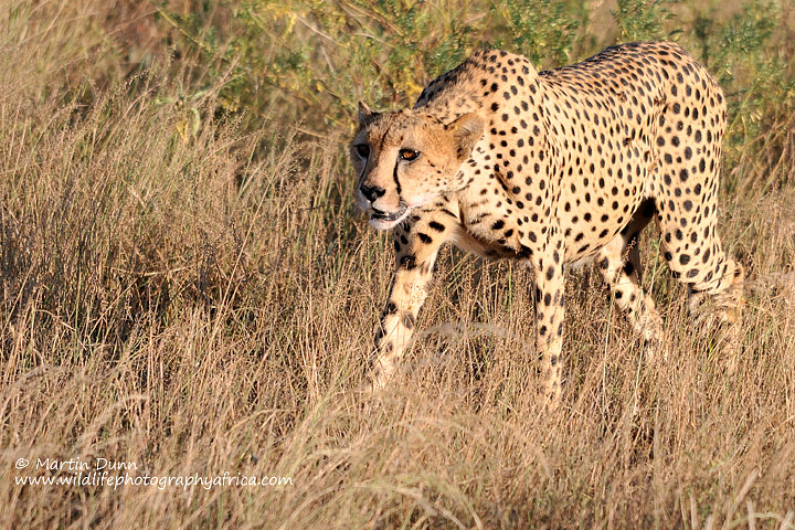 Cheetah (f) Samburu, Kenya