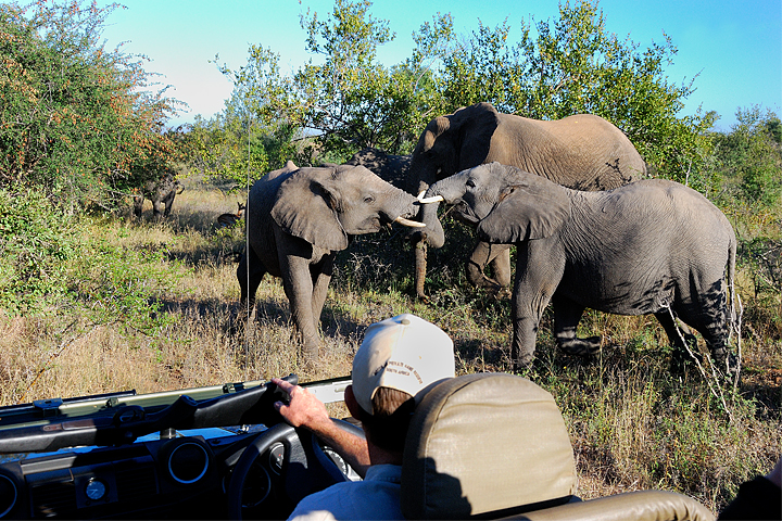 Timbavati, Game Drive